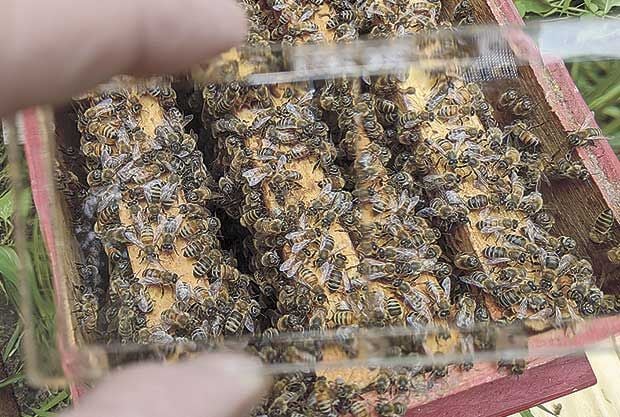 Beekeeping is the mother of invention for Hugo entrepreneur